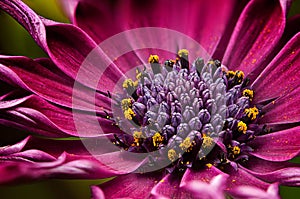 African Daisy
