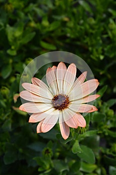 African daisy Tradewinds Cinnamon photo