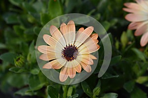 African daisy Tradewinds Cinnamon photo