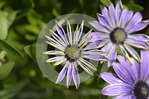 African daisy