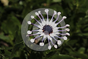 `African Daisy Whirligig or Whirlygig` flower - Osteospermum `Whirligig`