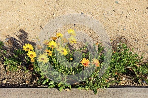 African Daisy at Xeriscaped Roadside Curb photo