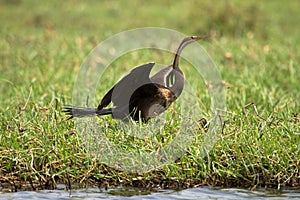 African Darter photo