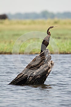 African Darter