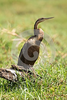 African Darter photo