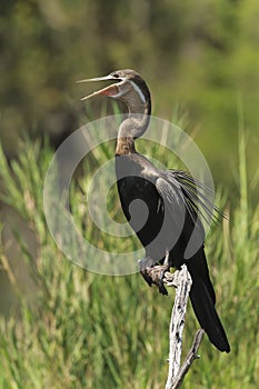 African Darter