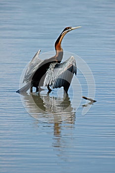 African Darter.