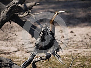 African Darter