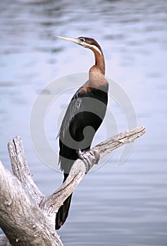 African Darter