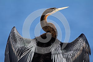 African darter