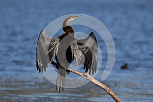 African darter