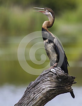 African Darter