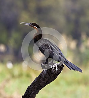 African Darter - Anhinga melanogaster - Botswana