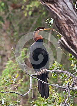 African Darter Anhinga rufa 10742