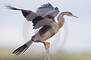 African darter (anhinga rufa)