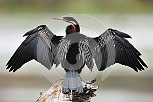 African Darter (Anhinga rufa) photo