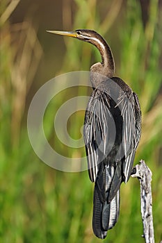 African Darter (Anhinga rufa) photo