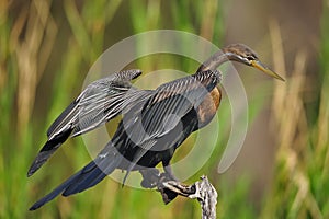 African Darter (Anhinga rufa)