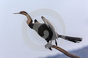 African Darter - Anhinga rufa - Botswana