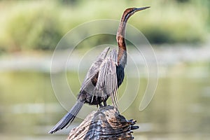 African darter drying its wings in the sun