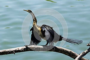 African darter (Anhinga rufa)