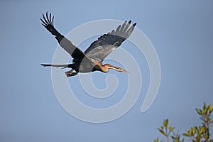 African darter, Anhinga rufa