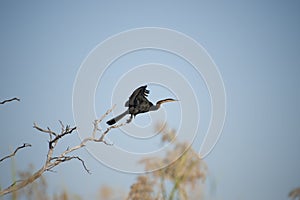 African darter bird