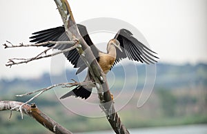 African Darter with wings spread on tree