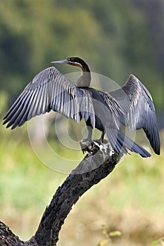 African Darter - Botswana photo