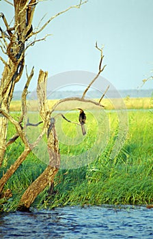 African darter, Chobe National Park