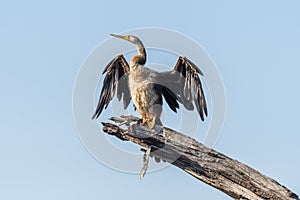 African darter drying its wings in the sun