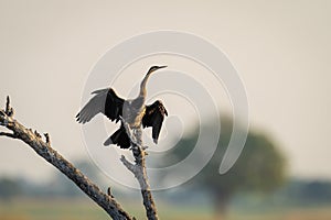 African darter drying wings on dead branch