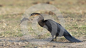 African darter with fish on land in Chobe National Park