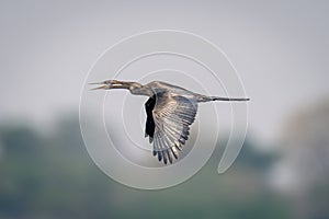 African darter flies opening beak wings lowered