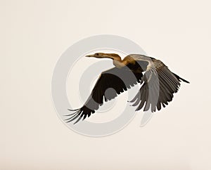 African Darter in flight photo