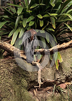 African Darter known as Anhinga rufa rufa