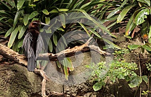 African Darter known as Anhinga rufa rufa