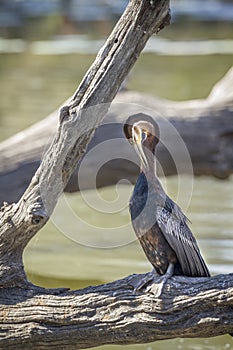 African Darter in Kruger National park, South Africa