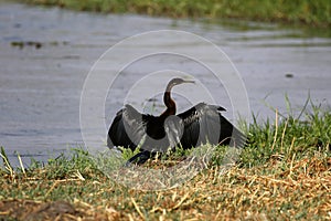 African Darter