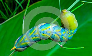 The African death\'s-head hawkmoth (Acherontia atropos)