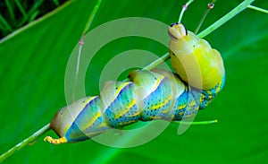 The African death\'s-head hawkmoth (Acherontia atropos)