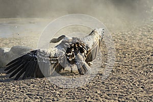 African deathbirds