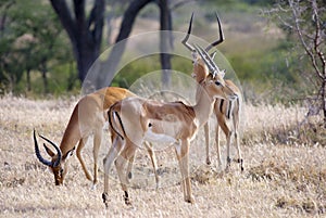 African deer