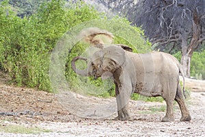 African desert-adapted Elephant throwing sand