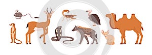 African desert animals, set of cartoon vector illustration on white