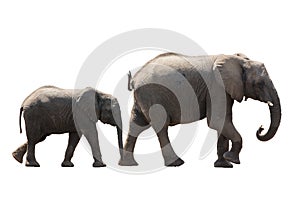 African desert Elephant Family cow and Younger isolated on white