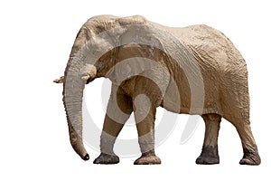 African desert Elephant isolated on white background