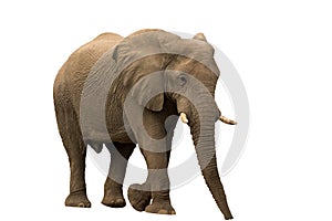 African desert Elephant isolated on white background