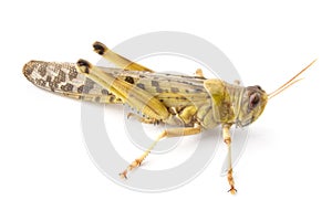 African Desert Locust