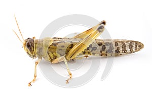 African Desert Locust